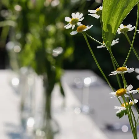 Duinwald, Geschikt Voor 8 Personen Bergen